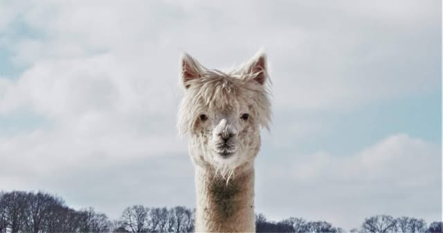 Instagramfoto van Jeffrey Weijnen 3